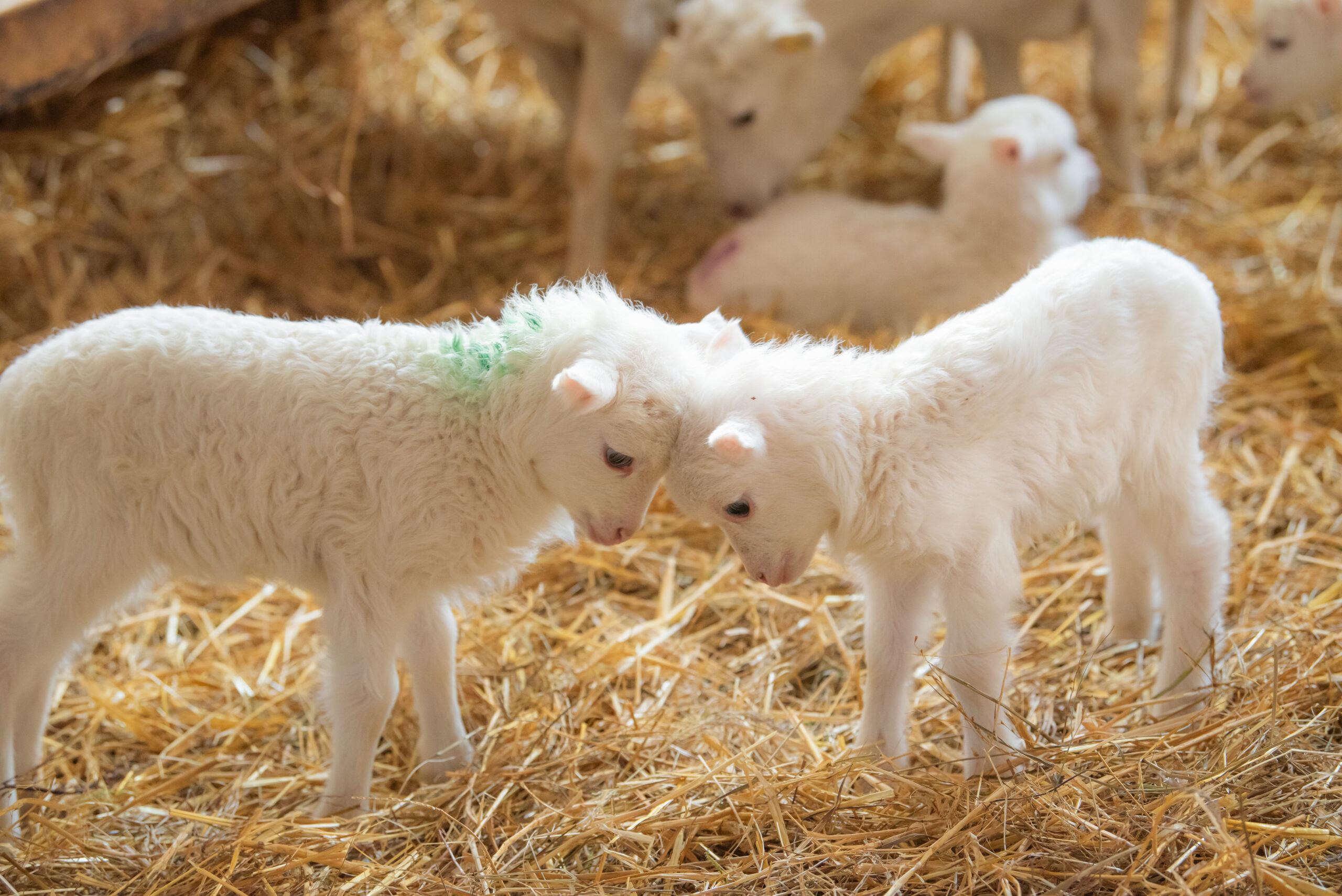 HOME: Gutes gut kommunizieren. Pos. 6, Lämmchen.