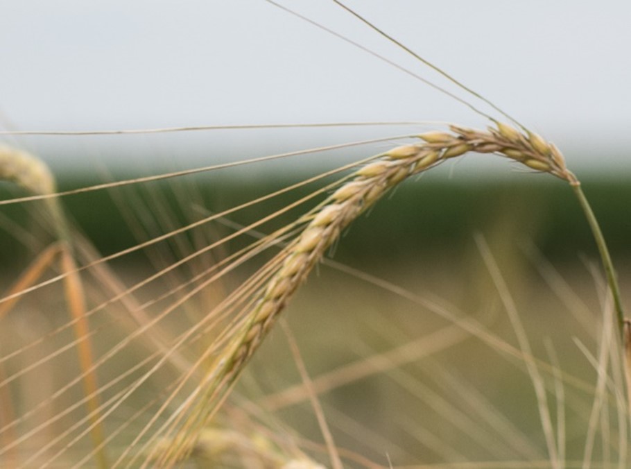 PROJEKTE KORNB: Gutes gut kommunizieren. Pos. 1 Korn.